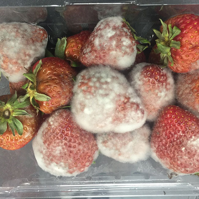strawberries after being in a fridge without the pureAir FRIDGE air purifier